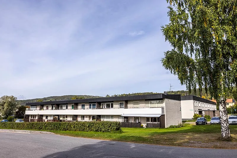 Björkallen i Indal