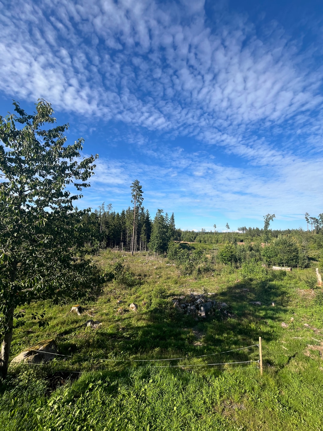 Vithult i Norrhult